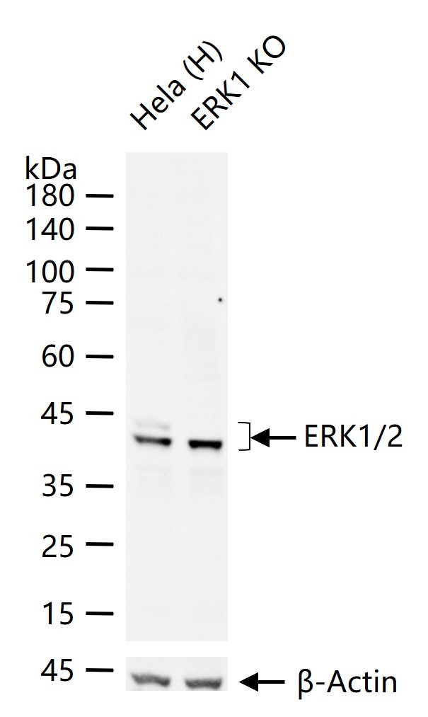 Anti-ERK1/2 Antibody (4U909)