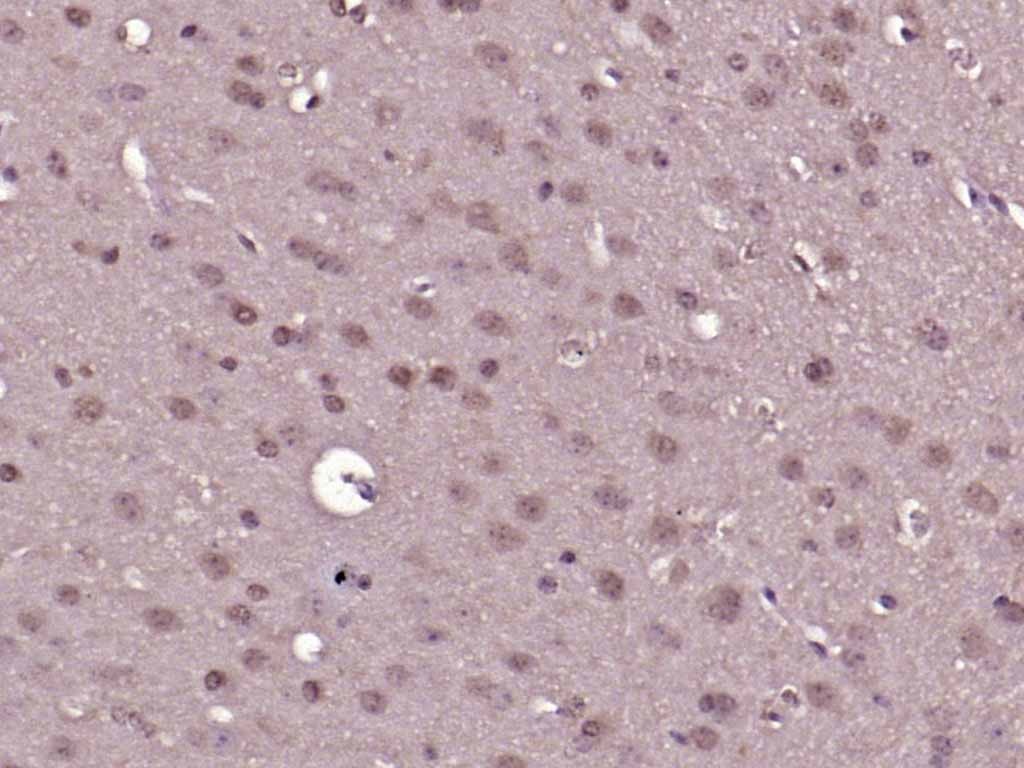 Anti-ERK1/2 Antibody (4U909)