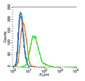 Anti-ERK1/2 Polyclonal Antibody