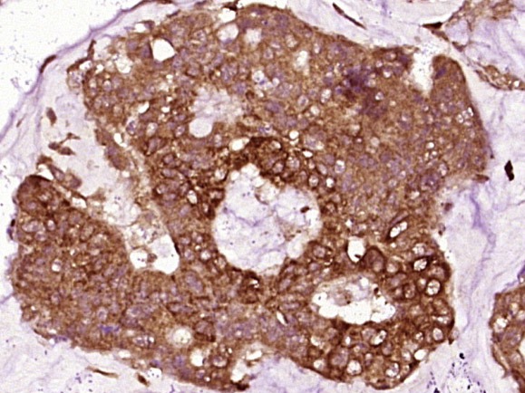 Anti-Vinculin Polyclonal Antibody
