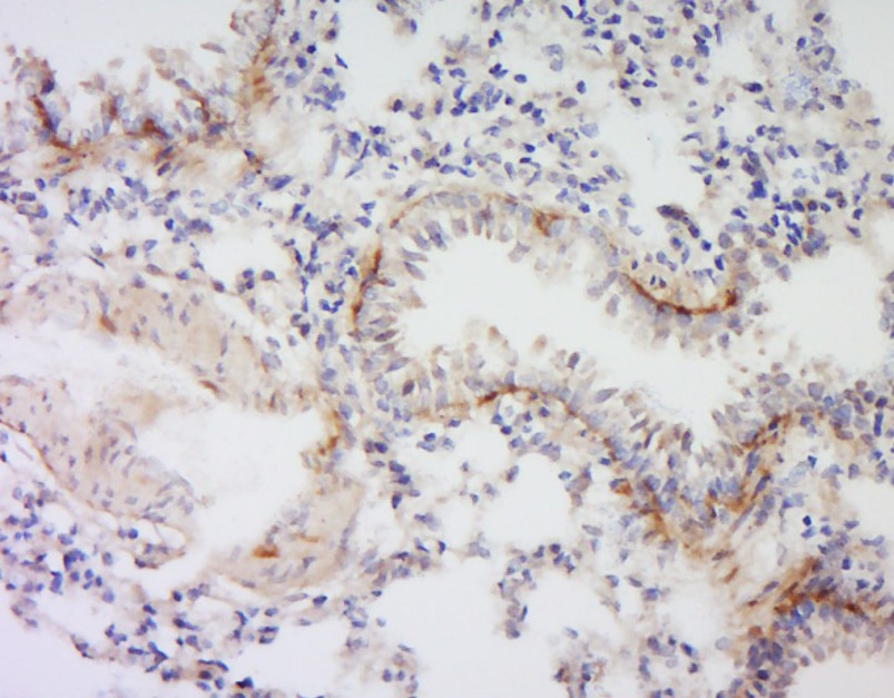 Anti-VSIG4 Polyclonal Antibody