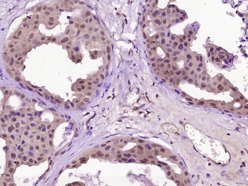 Anti-WEE1 Polyclonal Antibody