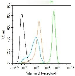 Anti-Vitamin D Receptor/VDR Polyclonal Antibody