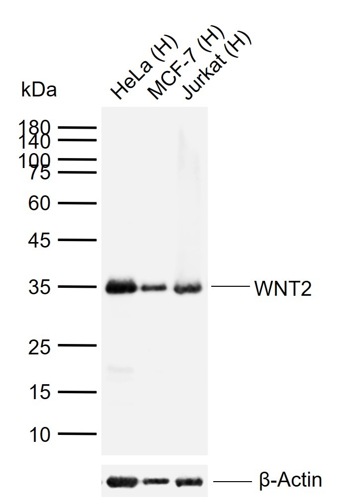 Anti-Wnt2 Polyclonal Antibody