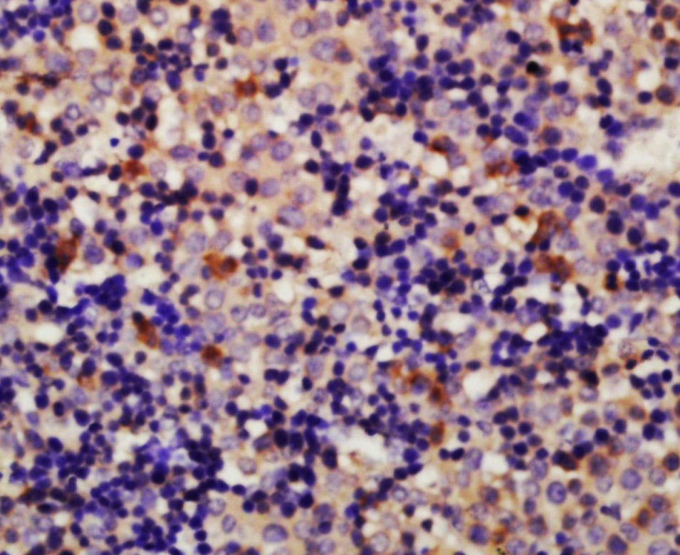 Anti-Vinculin Polyclonal Antibody