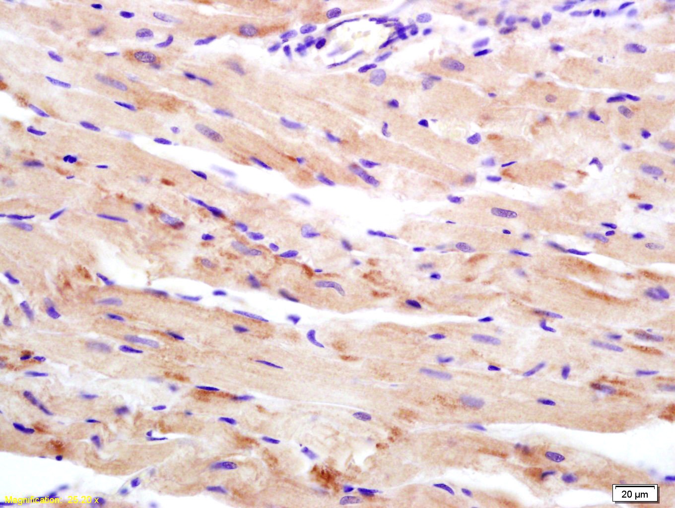 Anti-WDR26 Polyclonal Antibody