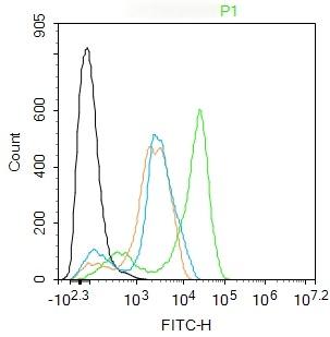 Anti-WDR26 Polyclonal Antibody