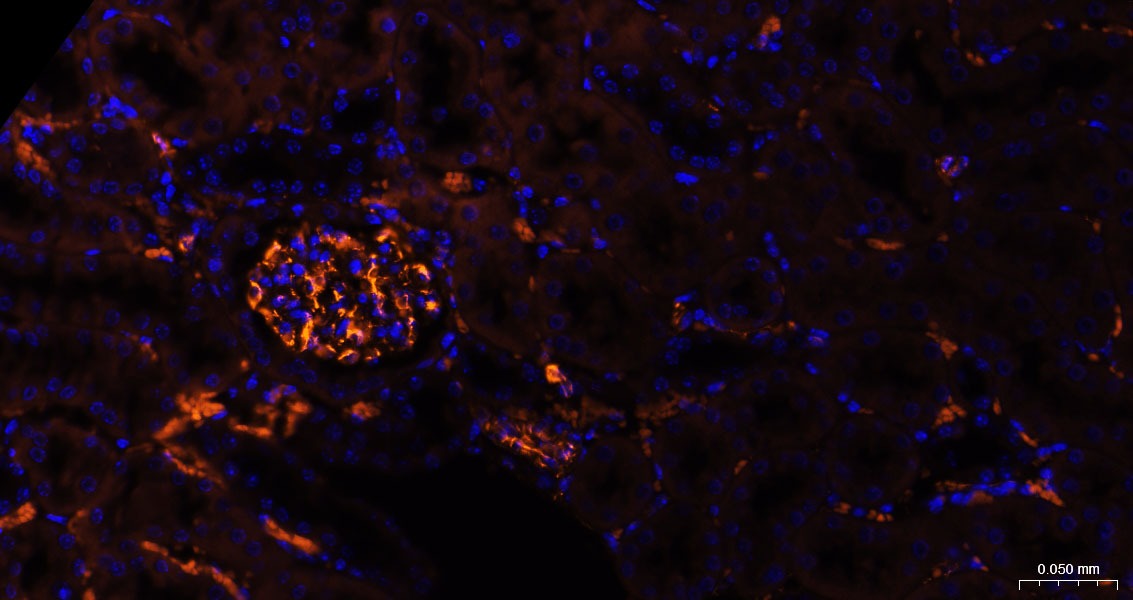 Anti-Vimentin Polyclonal Antibody 3