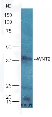 Anti-Wnt2 Polyclonal Antibody