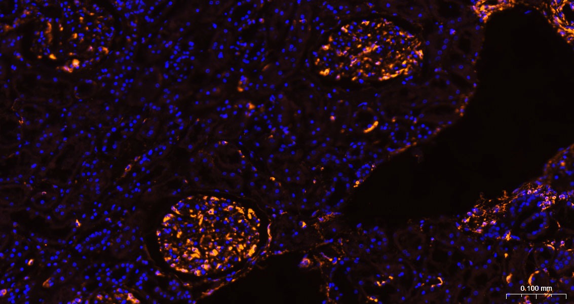 Anti-Vimentin Polyclonal Antibody 3
