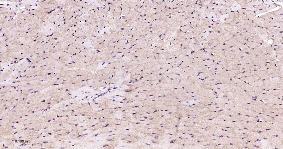 Vinculin Loading Control Antibody (5P889)
