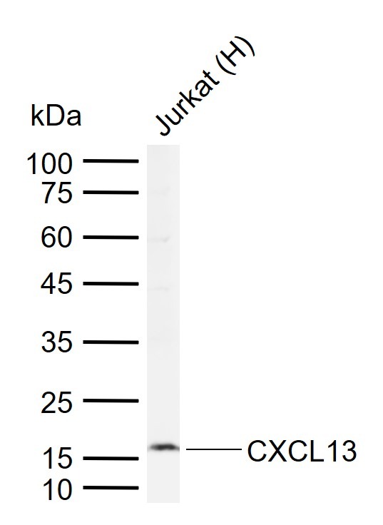 Anti-CXCL13/BCA-1 Polyclonal Antibody 2
