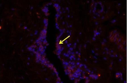 Anti-CXCL13/BCA-1 Polyclonal Antibody
