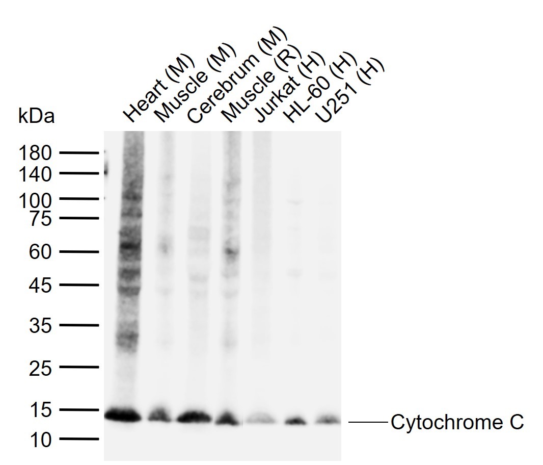 Anti-CYCS Antibody (7Q735)