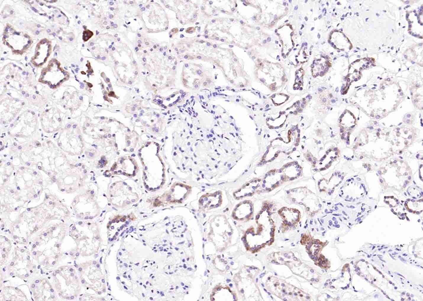 Anti-CYCS Antibody (7Q735)