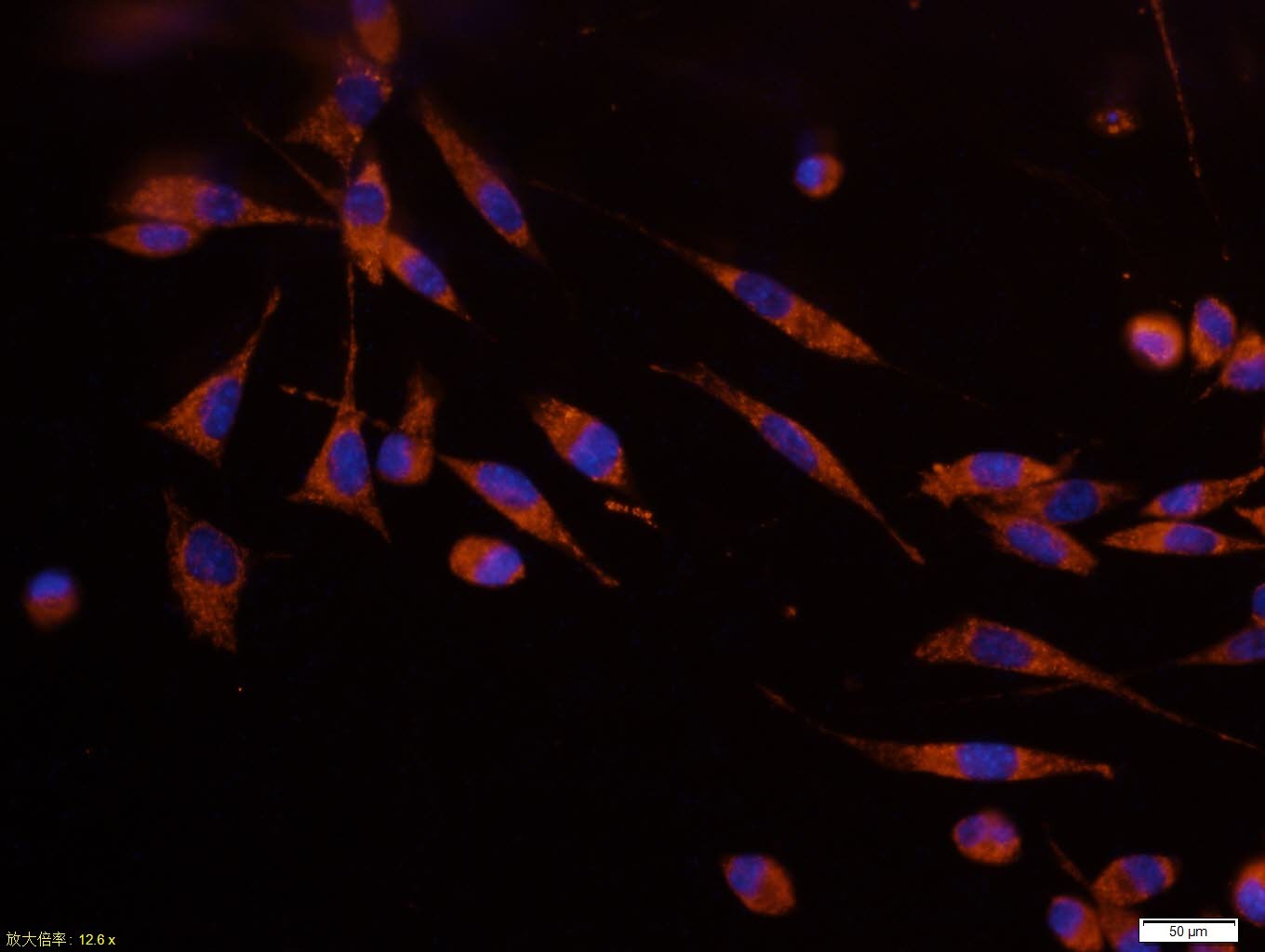 Anti-CYCS Antibody (7Q735)