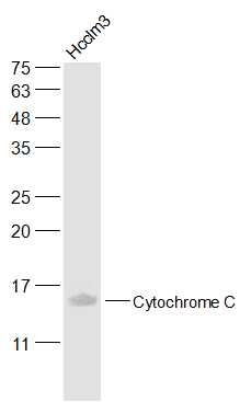 Anti-CYCS Antibody (7Q735)