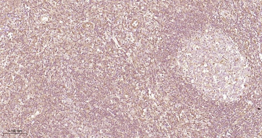 Anti-ERK1/2 Antibody (6Q27)
