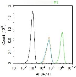 Anti-ERK1/2 Antibody (6Q27)