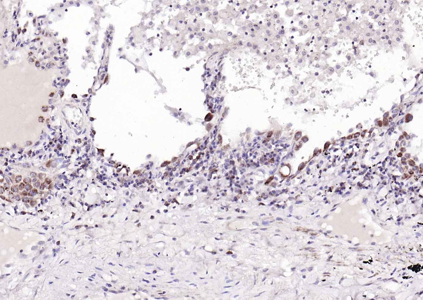 Anti-CYCS Antibody (7Q735)