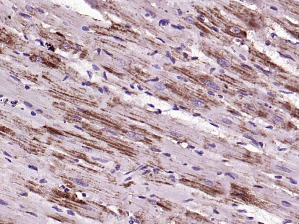 Anti-CYCS Antibody (7Q735)