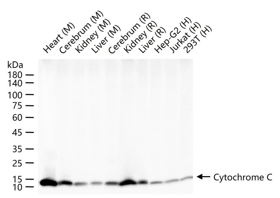 Anti-CYCS Antibody (3R796)