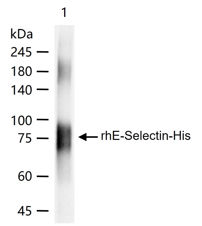 Anti-E-Selectin/CD62E Polyclonal Antibody