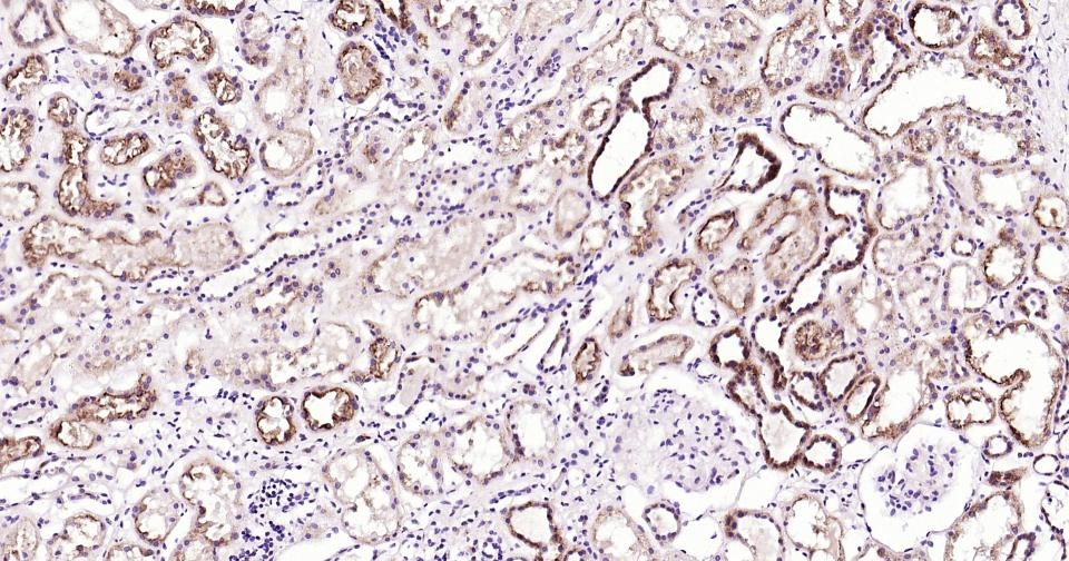 Anti-CYCS Antibody (3R796)