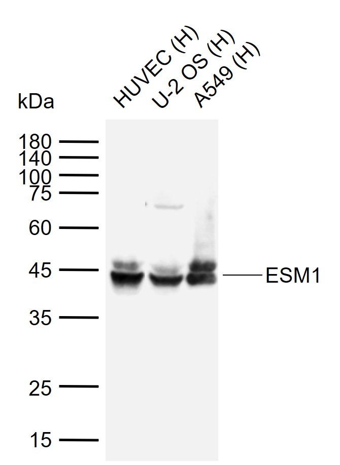 Anti-ESM1 Polyclonal Antibody