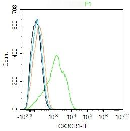 Anti-CX3CR1 Polyclonal Antibody