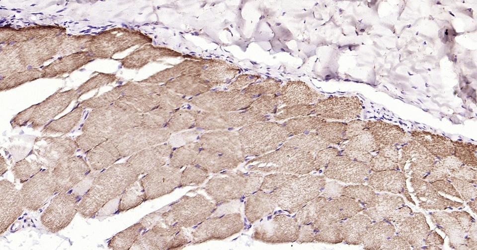 Anti-CYCS Antibody (3R796)