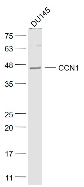 Anti-CYR61/CCN1 Polyclonal Antibody