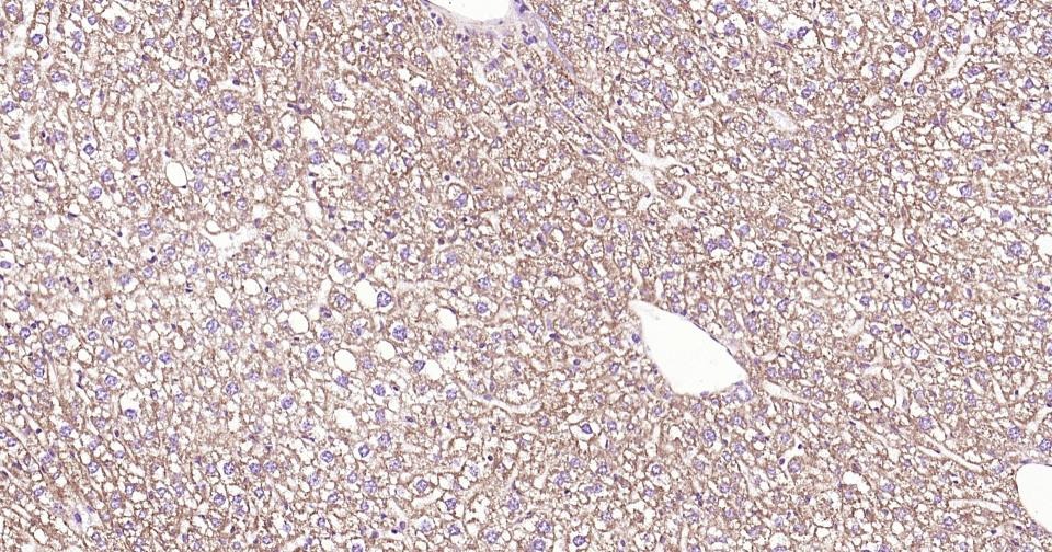 Anti-CYCS Antibody (3R796)