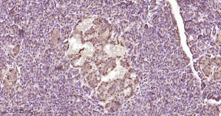 Anti-ERK1/2 Antibody (6Q27)