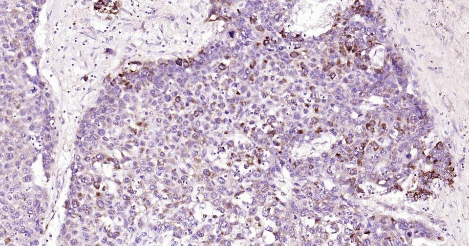 Anti-CYCS Antibody (3R796)