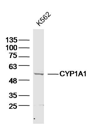 Anti-CYP1A1 Polyclonal Antibody