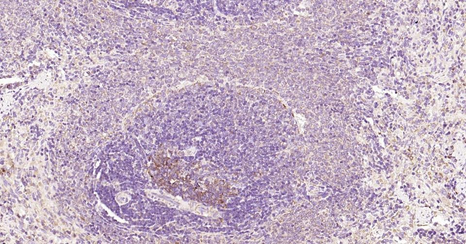 Anti-CYCS Antibody (3R796)