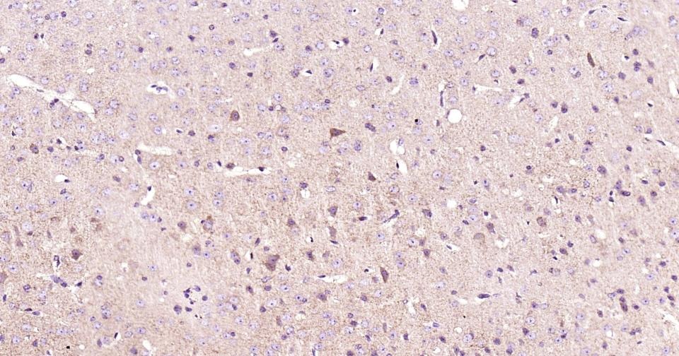 Anti-CYCS Antibody (3R796)