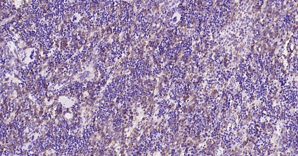 Anti-CYCS Antibody (3R796)