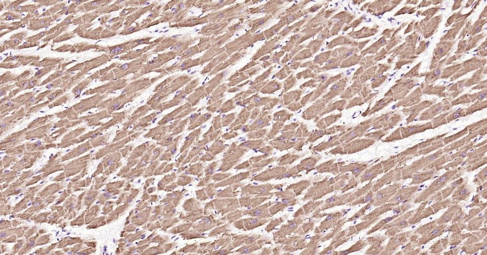 Anti-CYCS Antibody (3R796)