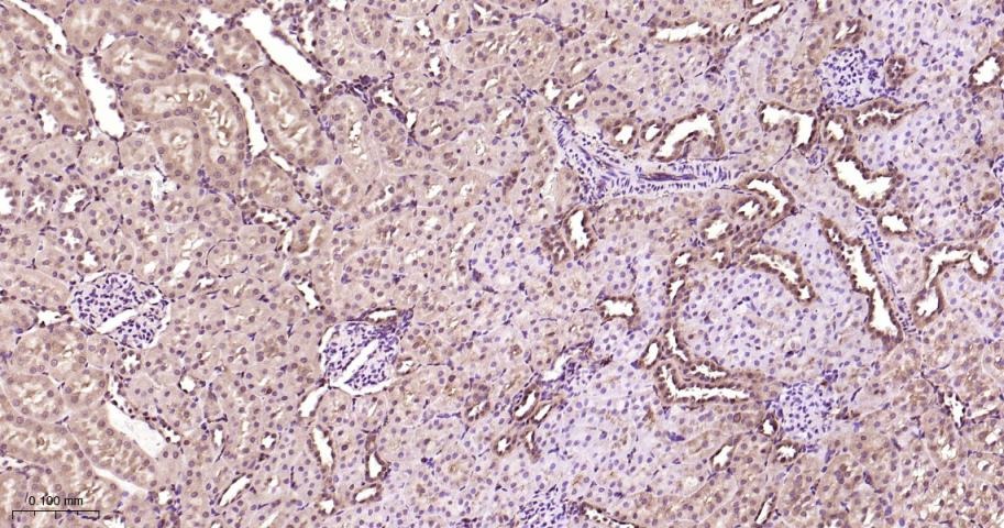 Anti-ERK1/2 Antibody (6Q27)