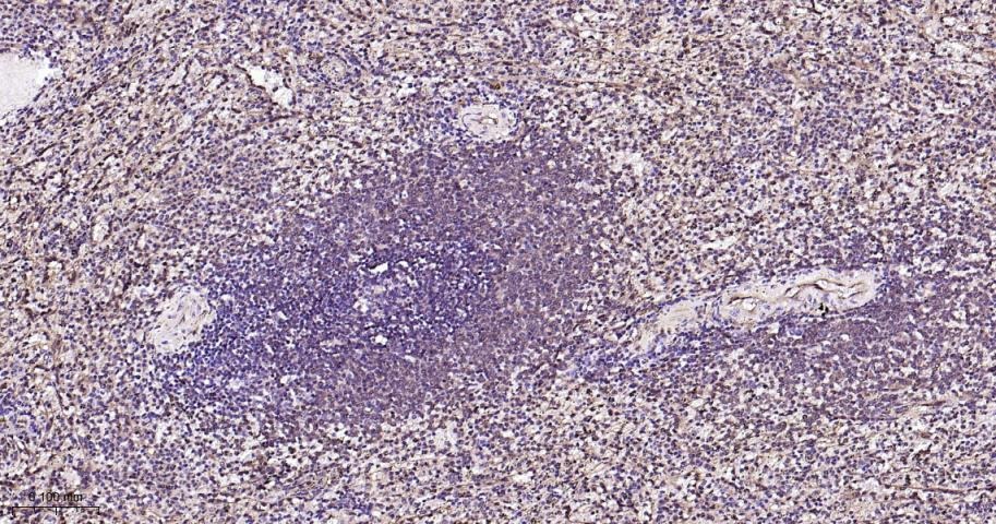 Anti-ERK1/2 Antibody (6Q27)