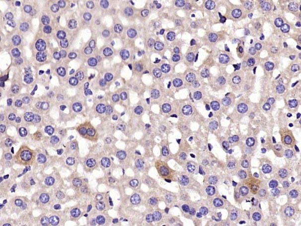 Anti-CYP2C9 Polyclonal Antibody