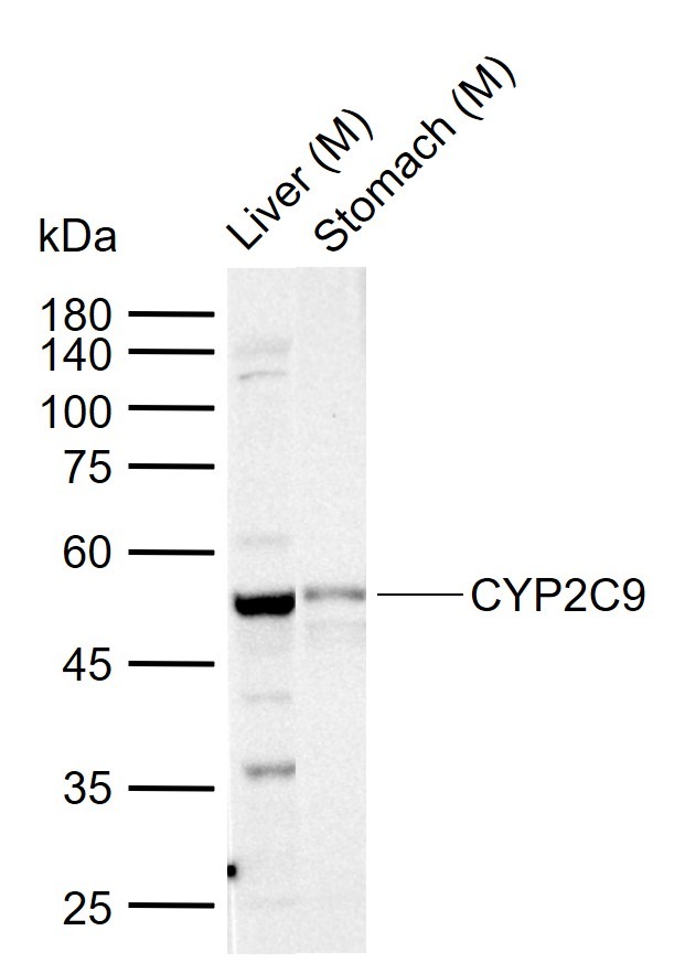Anti-CYP2C9 Polyclonal Antibody