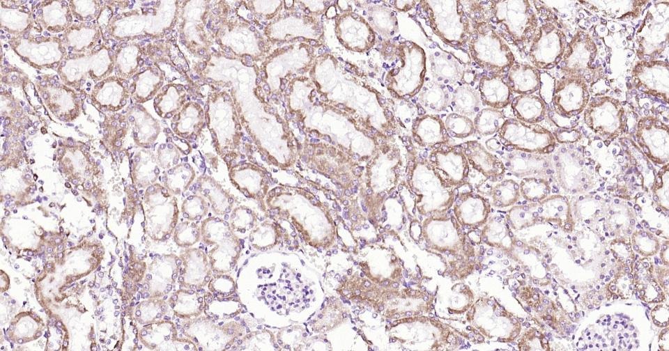 Anti-CYCS Antibody (3R796)