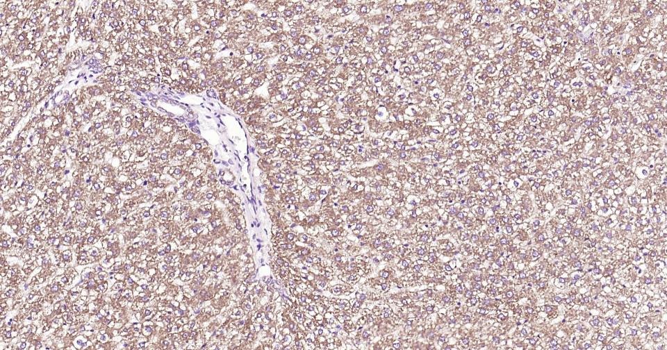 Anti-CYCS Antibody (3R796)