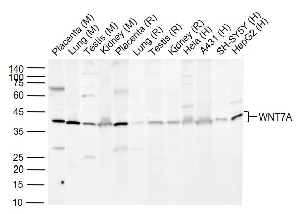 Anti-Wnt7a Polyclonal Antibody