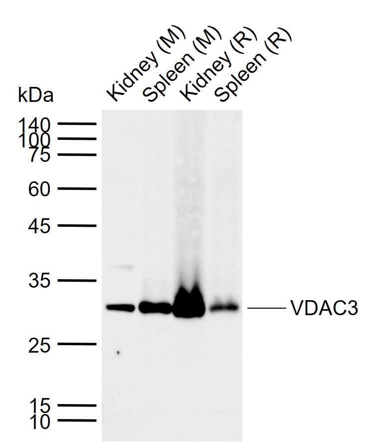 Anti-VDAC3 Polyclonal Antibody