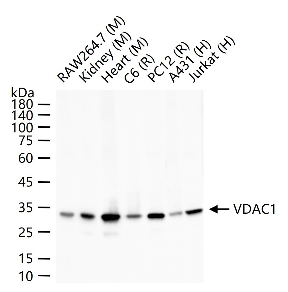 VDAC1 Mitochondrial Loading Control Antibody (5D173)