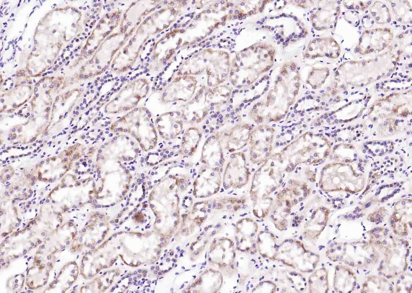 Anti-Wnt7b Polyclonal Antibody